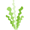 Seaweed1